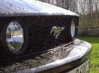 Mustang